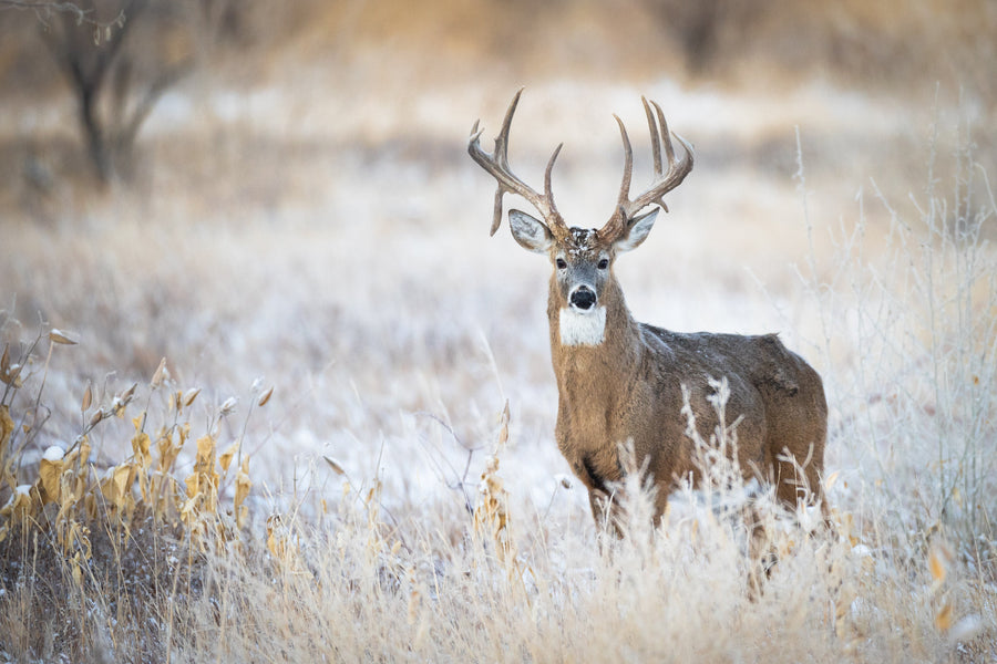 How to Hunt the Whitetail Rut | Speed Broadheads
